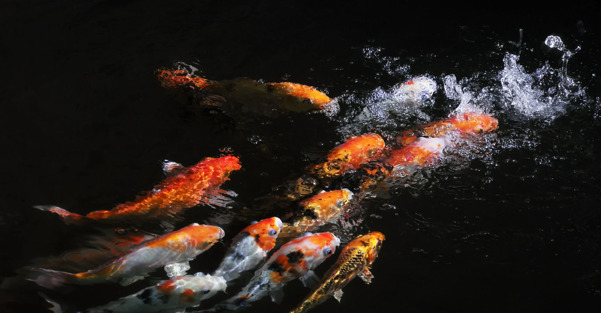 Vibrant koi swimming through dark water