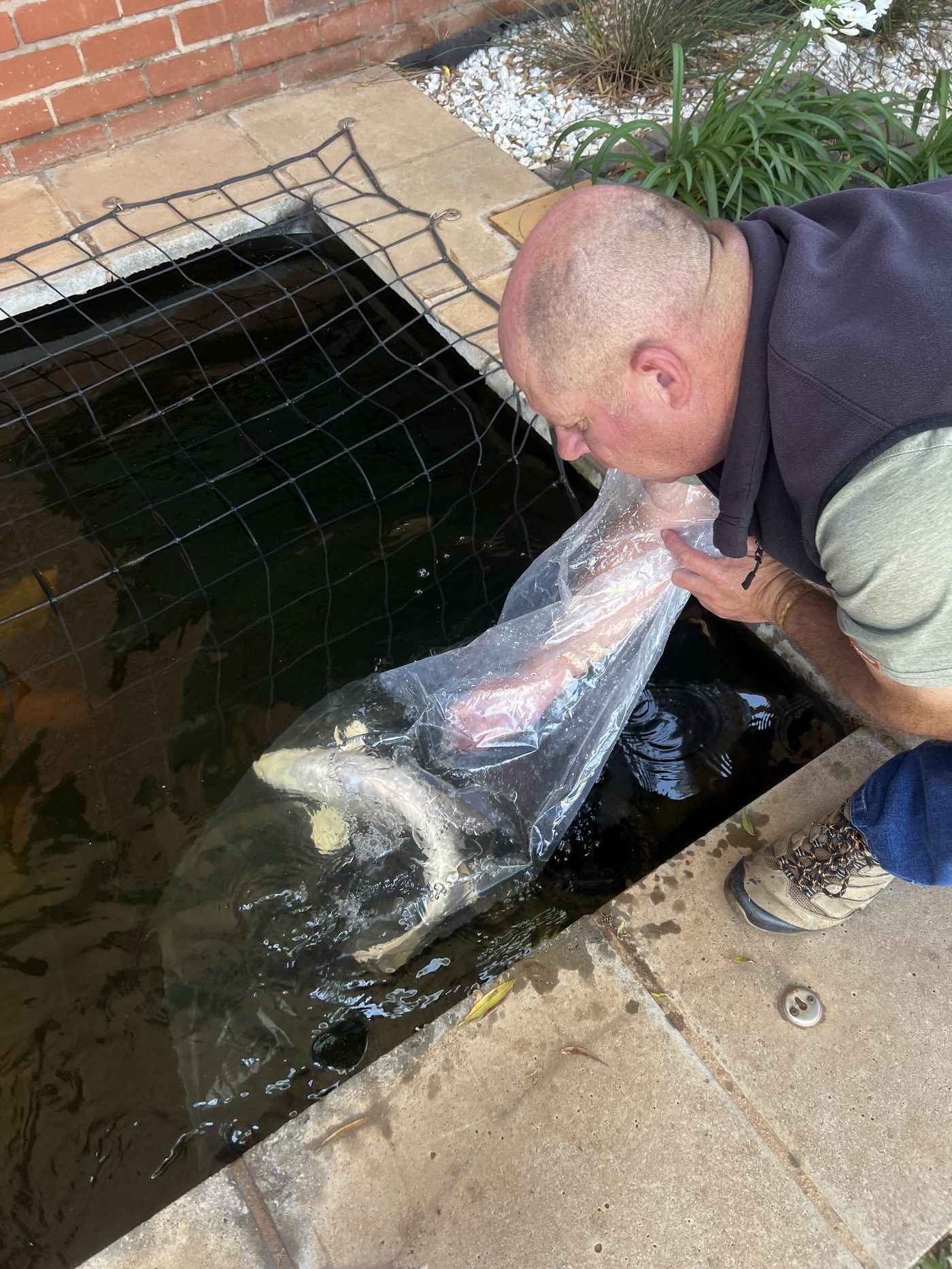 New koi introduced the right way